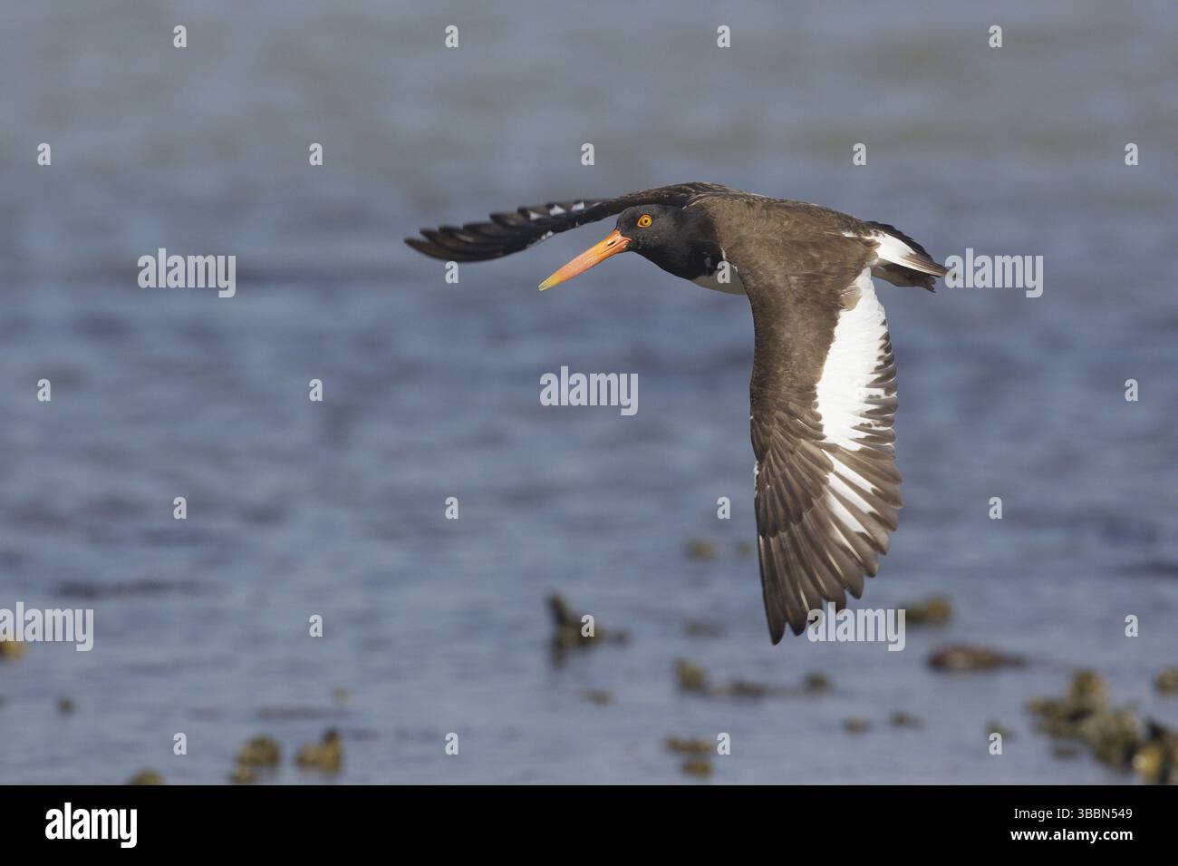 American Oystercatcher (Haematopus palliatus) Flying, Texas, USA, Nord America Foto Stock