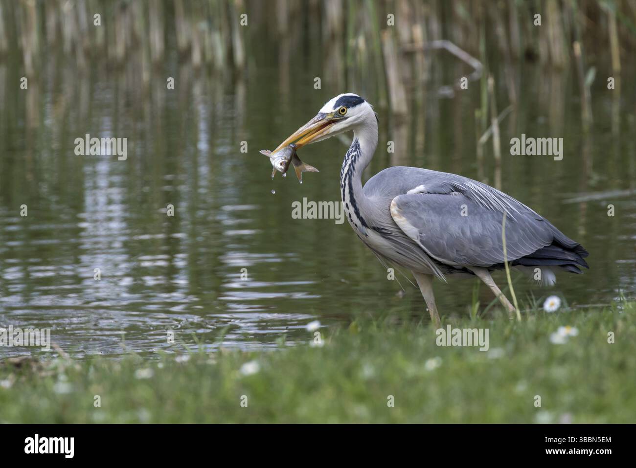 Heron grigio (Ardea cinerea) che mangia il desquo comune (Alburnus alburnus), Meclemburgo-Pomerania occidentale, Germania, Europa Foto Stock