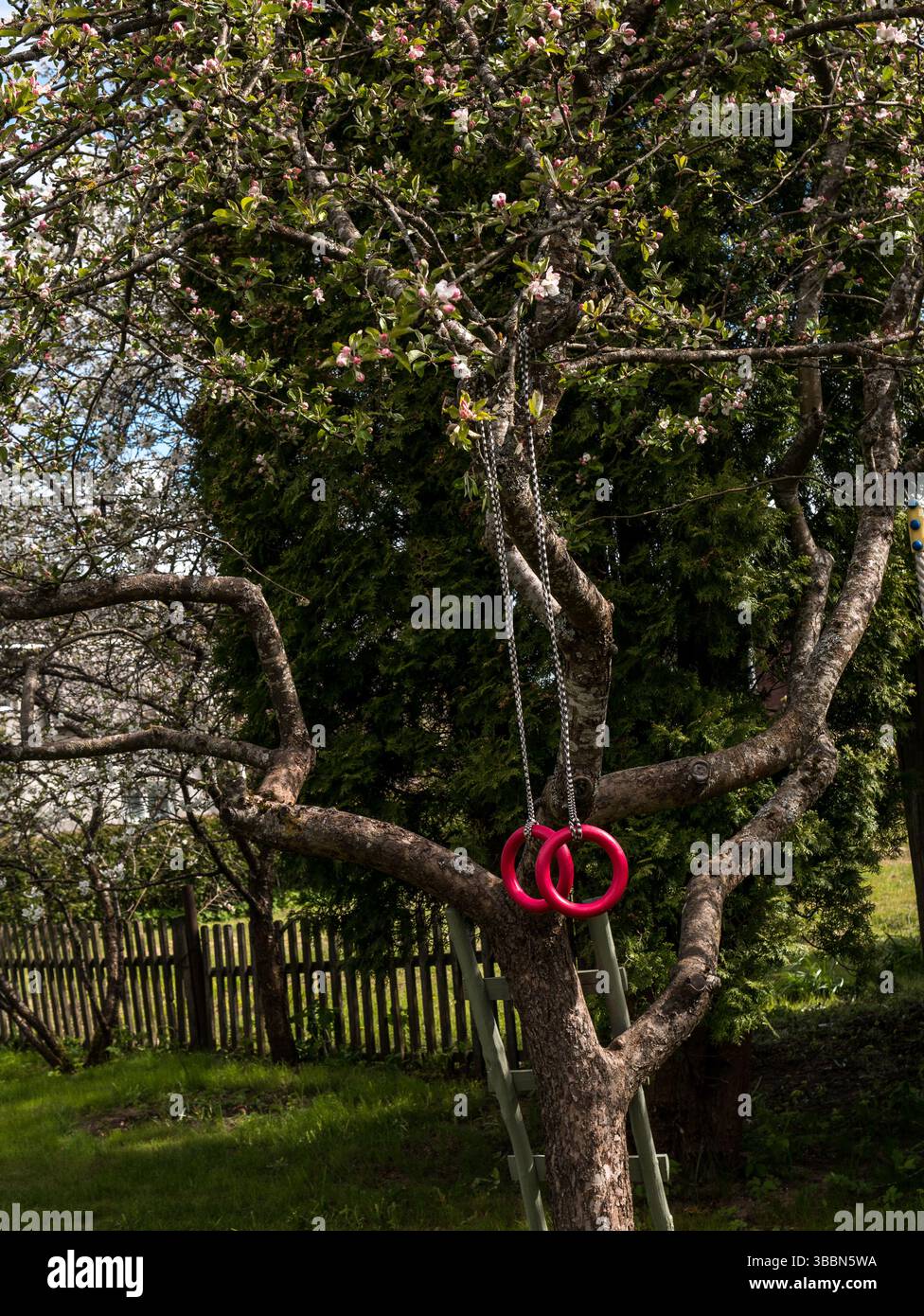 Giochi per bambini con anelli appesi a un albero in fiore nel giardino primaverile Foto Stock