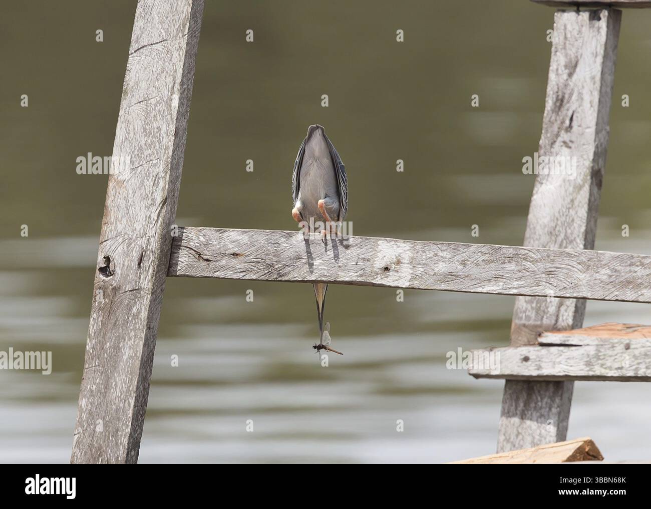 Heron striato (Butorides striata) con una libellula che ha catturato, Rio delle Amazzoni Foto Stock