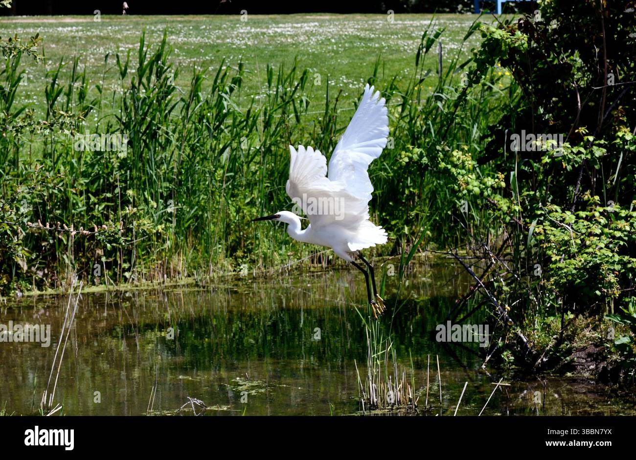 Little Egret decolla a le Jardin des Personnalités; Honfleur; Normandia Foto Stock