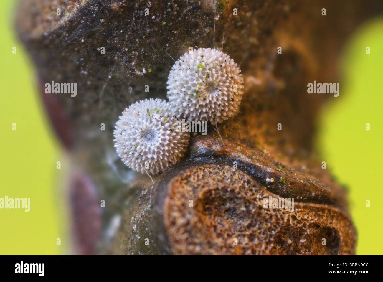 Der Blaue Eichenzipfelfalter (Favonius quercus), Zwei Eier an Eichenzweig Foto Stock