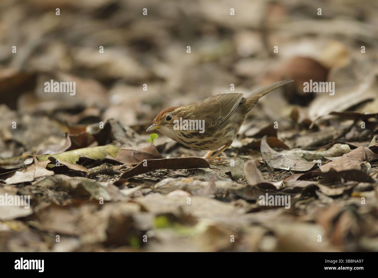 Puff-throated Babbler (Pellorneum ruficeps), Khao Yai, Thailandia, Asia Foto Stock