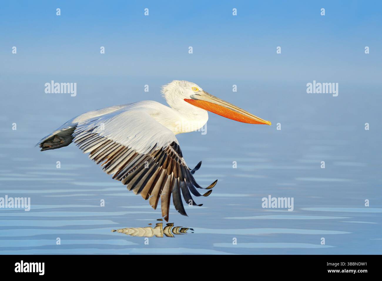 Atterraggio degli uccelli all'acqua blu del lago. Volo di uccello. Pellicano dalmata, Pelecanus crispus, sbarco sul lago Kerkini, Grecia. Pelican con ali aperte. Wildlif Foto Stock