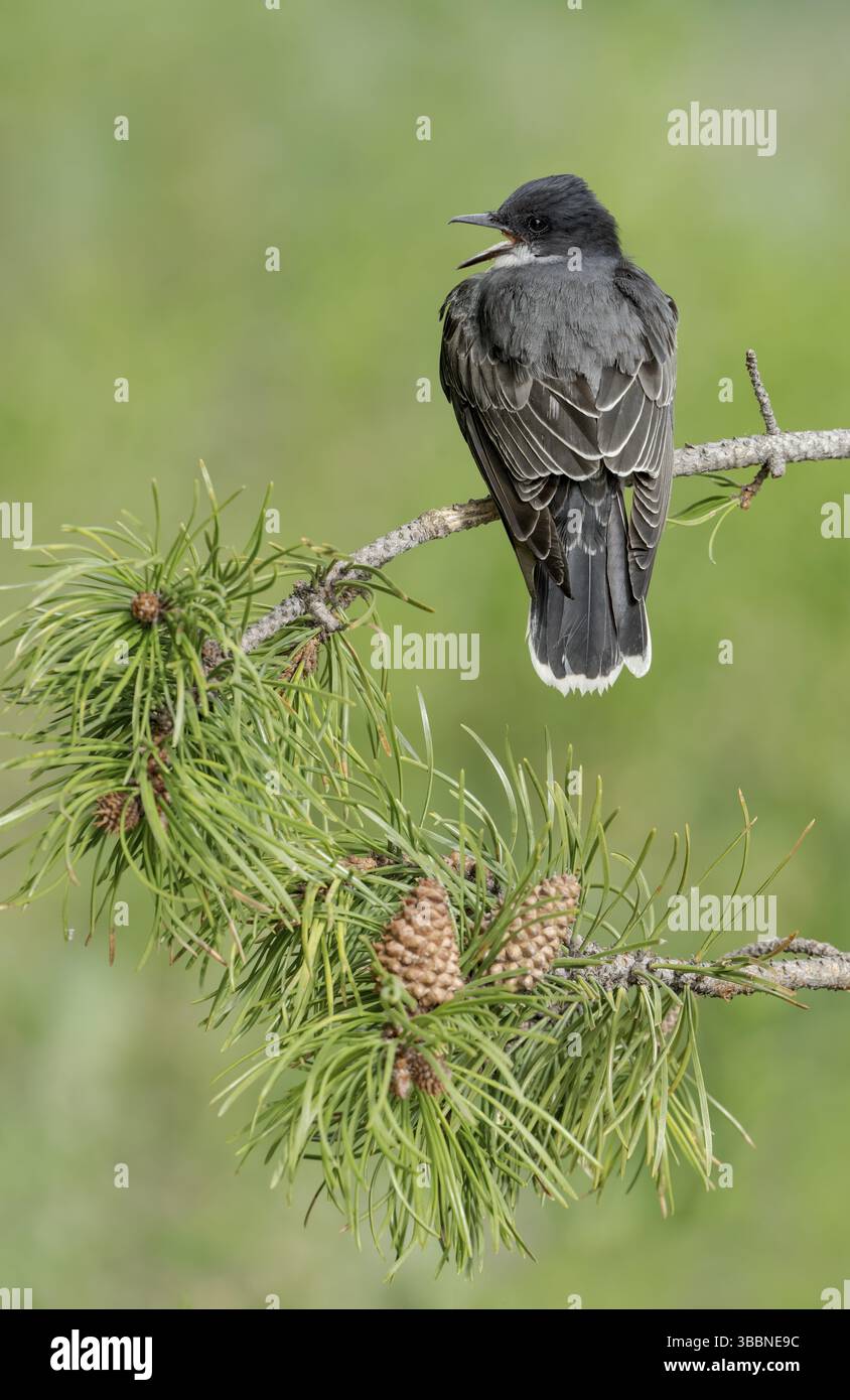 Eastern Kingbird (Tyrannus tyrannus), Texas, Stati Uniti, Nord America Foto Stock