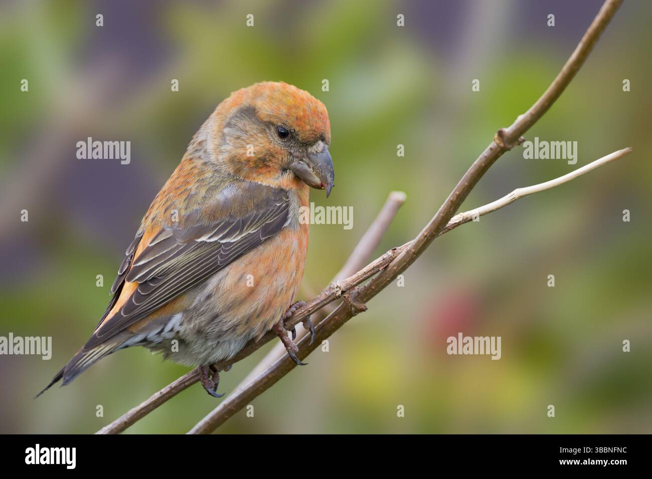 Parrot Crossbill - Kiefernkreuzschnabel - Loxia pytyopsittacus, Germania maschio Foto Stock