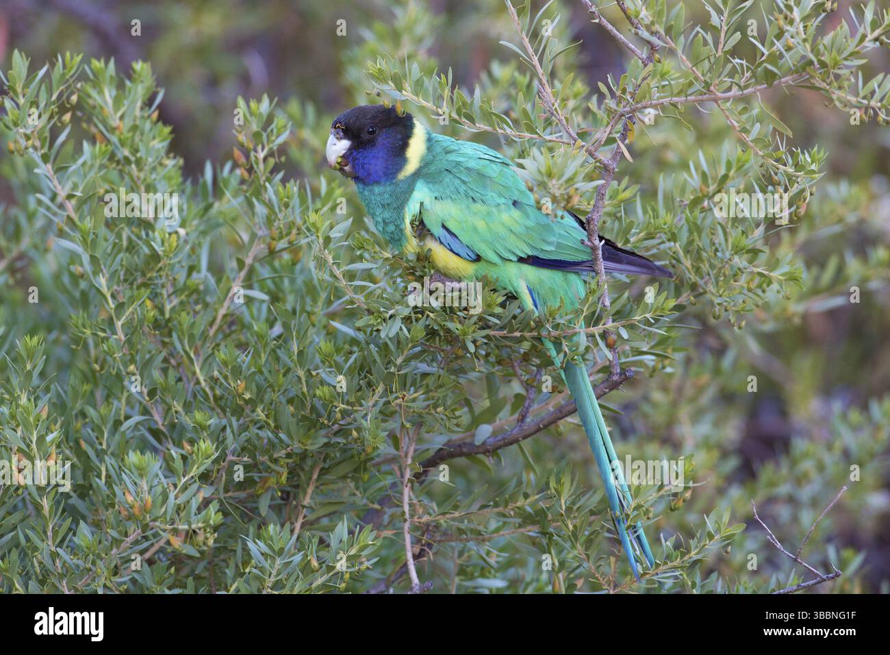 Ringneck australiano (Barnardius zonarius zonarius) arroccato in un cespuglio, territorio del Nord, Australia, Oceania Foto Stock