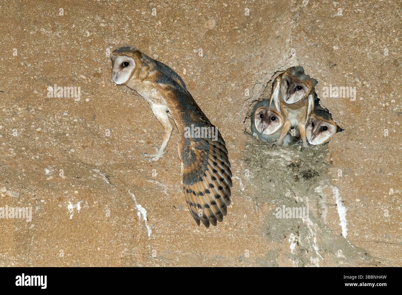 Barbagianni Tyto alba Tucson Pima County, Arizona, Stati Uniti 2 giugno nidiacei in scogliera nido. Tytonidae Foto Stock