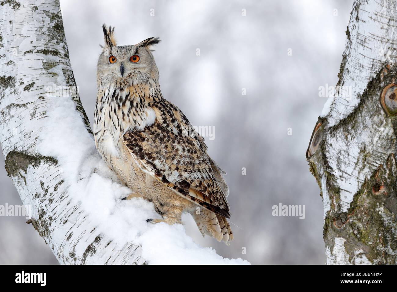 Scena invernale con gufo. Big Eastern Siberian Eagle Owl, bubo bubo sibiricus, seduto su un poggio con neve nella foresta. Albero di betulla con bell'anim Foto Stock