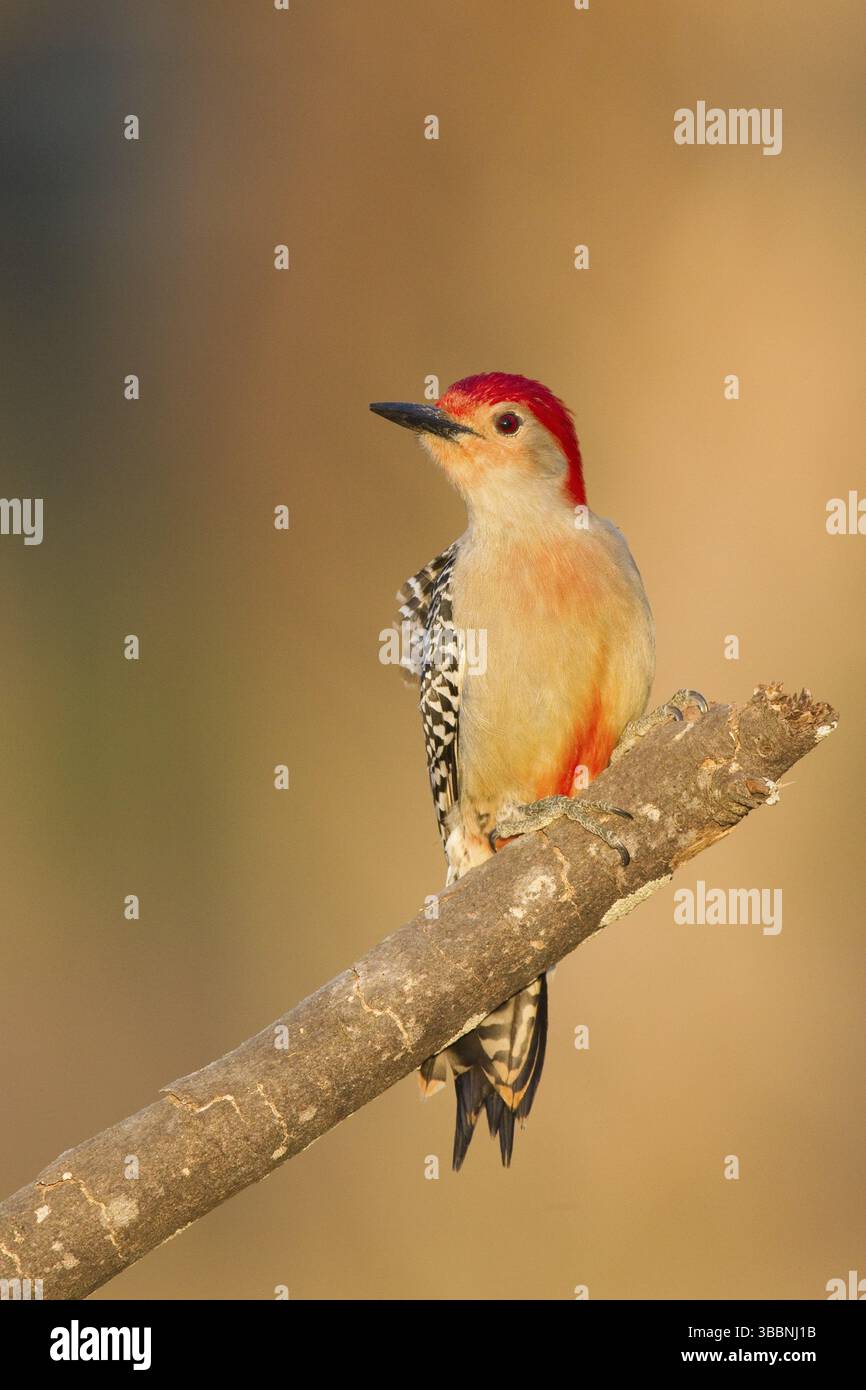 Picchio con panciotto rosso (Melanerpes carolinus), Florida, Stati Uniti, Nord America Foto Stock