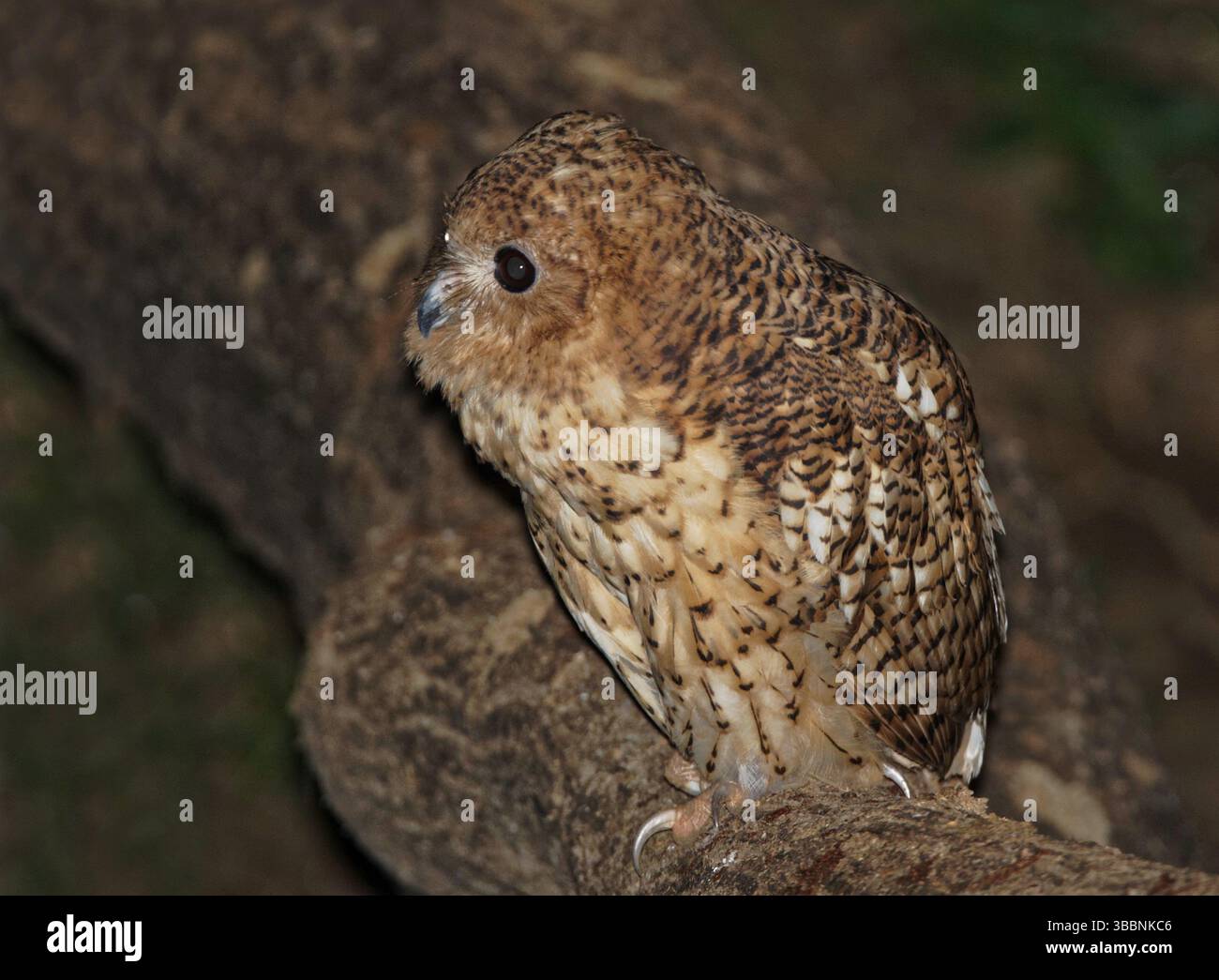 Gufo di pesca di pel (Scotopelia peli), Pafuri, Parco Nazionale di Kruger, Sudafrica, Africa Foto Stock