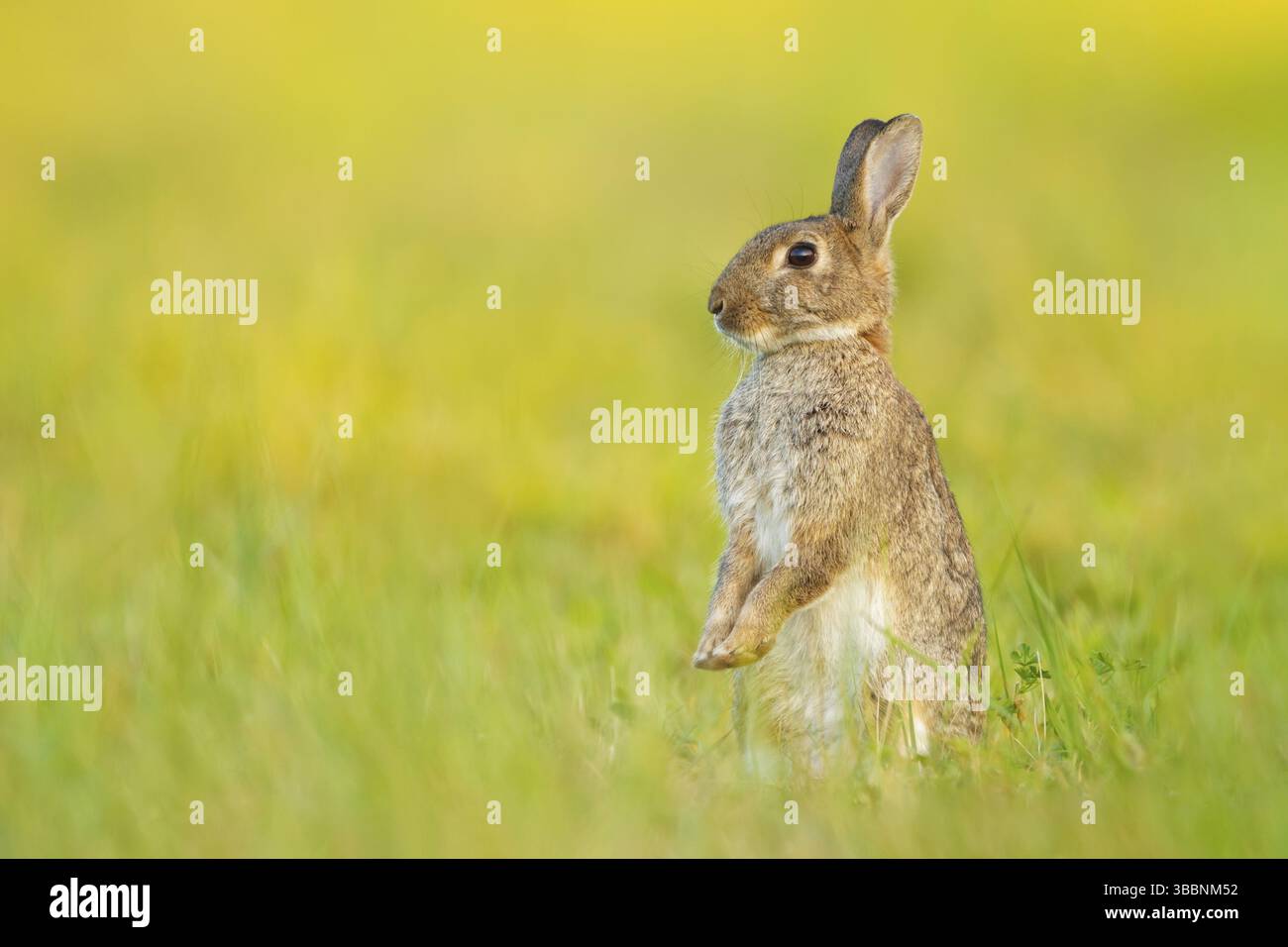 Wildkaninchen, Oryctolagus cuniculus European Rabbit, Oryctolagus cuniculus Foto Stock