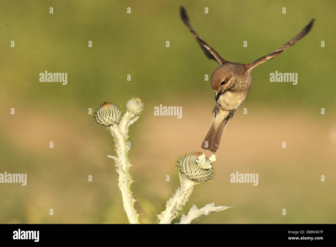 Shrike a dorso rosso (Lanius collurio), volo femminile, Baden-Wuerttemberg, Germania, Europa Foto Stock