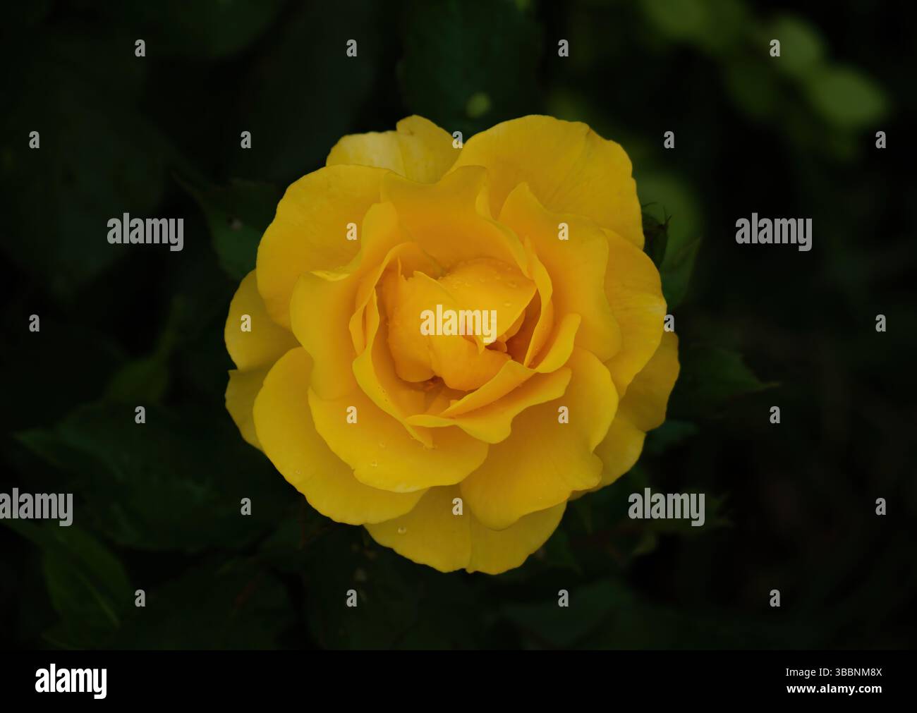 Una rosa gialla fresca con delicati petali mantiene piccole gocce di rugiada nella sua fioritura Foto Stock