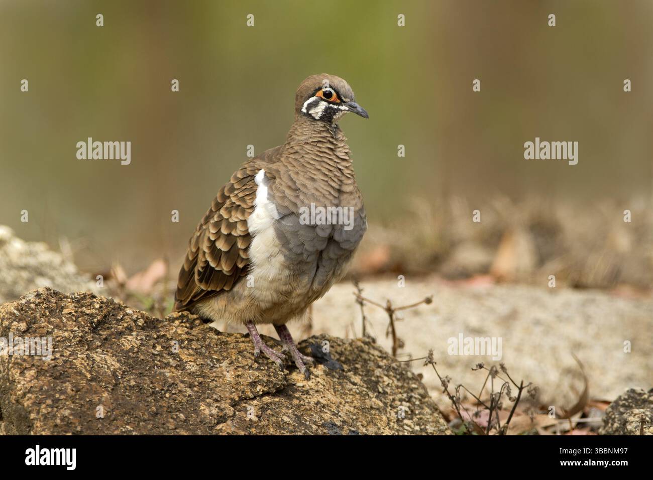 Squatter Pigeon (Geoppresuma scripta peninsulae), Queensland, Australia, Oceania Foto Stock