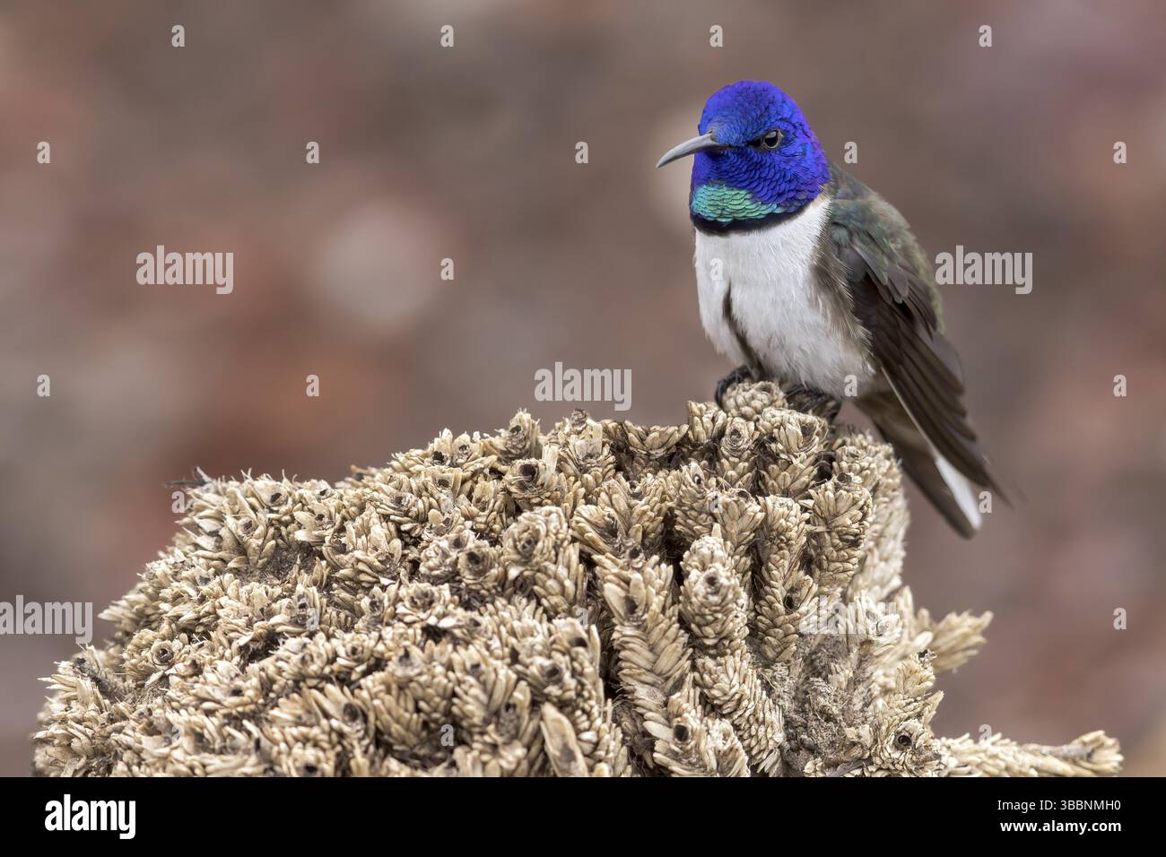 Chimborazo Hillstar (Oreotrochilus chimborazo) arroccato su un ramo delle Ande in Ecuador Foto Stock