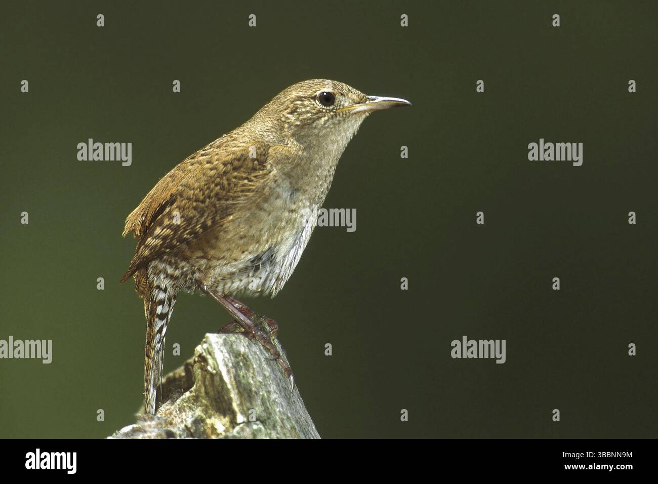 House Wren (Troglodytes aedon), Ohio, Stati Uniti, Nord America Foto Stock
