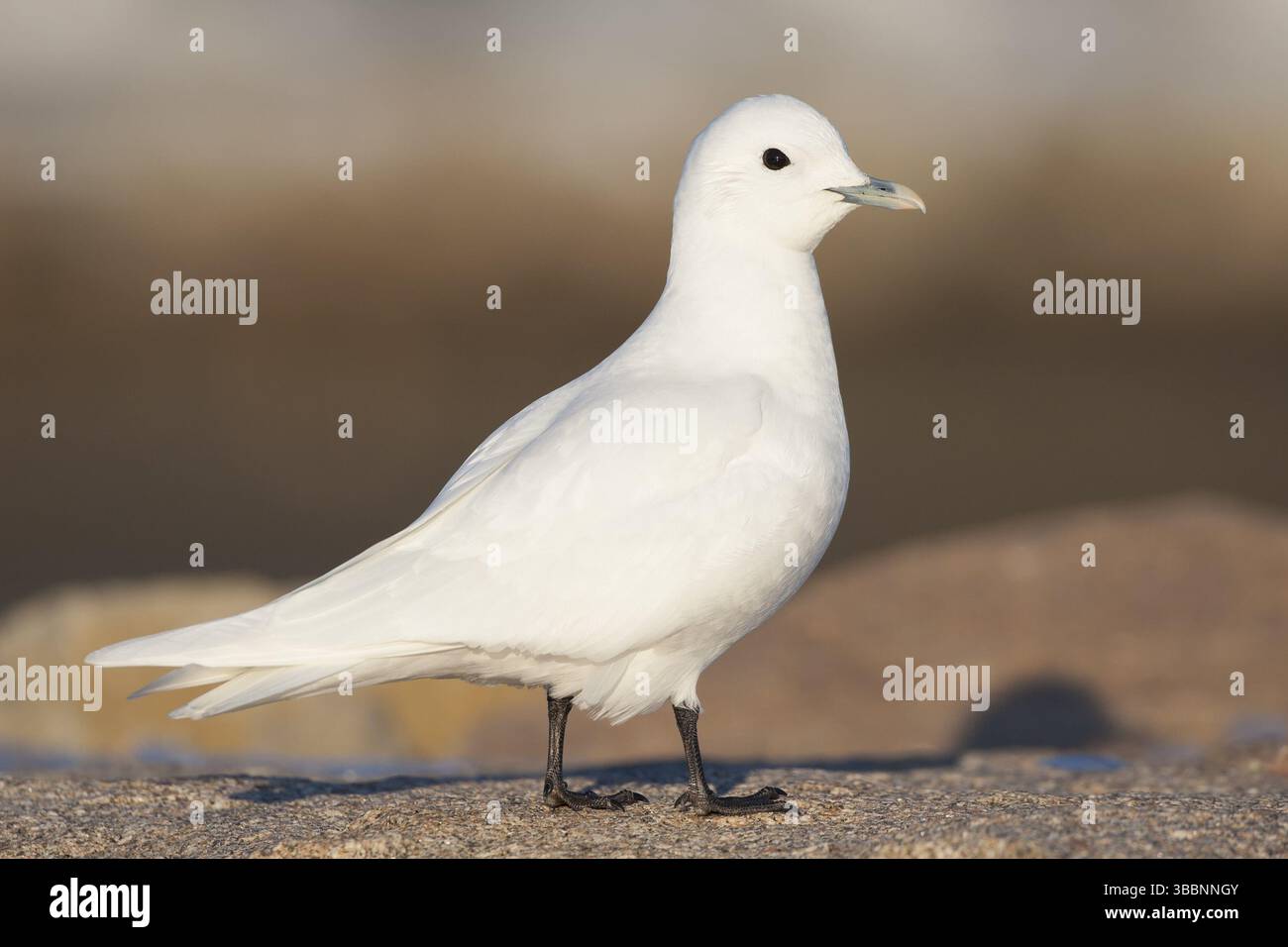 Ivory Gull : Plymouth, ma Foto Stock