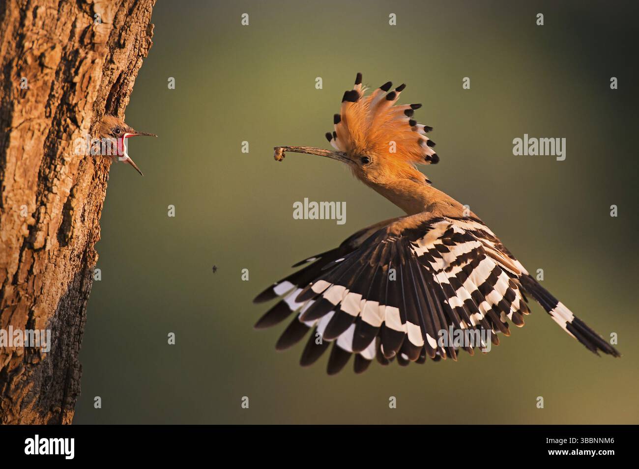 Hoopoe epop epops (Upupa epops), alimentazione giovanile in cavità riproduttiva, Lombardia, Italia, Europa Foto Stock