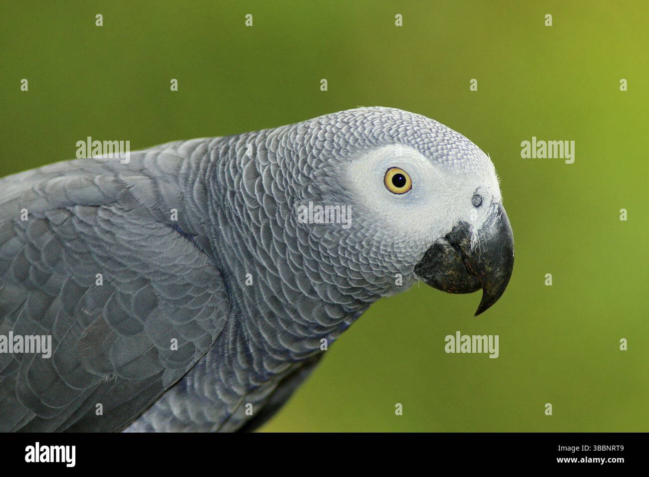 Ritratto di dettaglio di pappagallo grigio bello. Pappagallo grigio africano, Psittacus erithacus, seduto sul ramo, Africa. Uccello dal gabbiano verde tropico fo Foto Stock