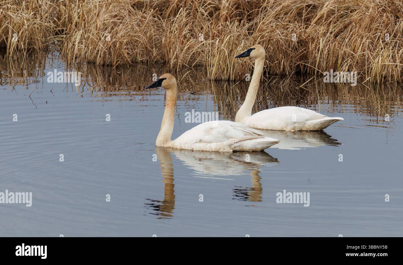 Cigni trombettieri nella Crex Meadows State Wildlife area nel Wisconsin nordoccidentale. Foto Stock