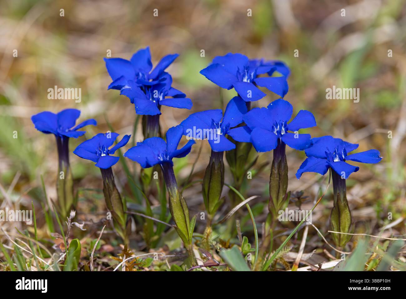 Genziana bavarese (Gentiana bavarica) in fiore originario delle Alpi europee Foto Stock