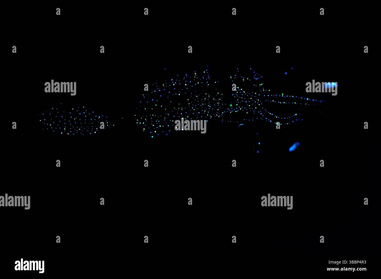 Il liquido bioluminescente di Firefly (Watasenia scintillans) ( ほたるいか , hotaru-ika ) emette intensi lampi di luce da tre piccoli organi luminosi (fotoforo Foto Stock