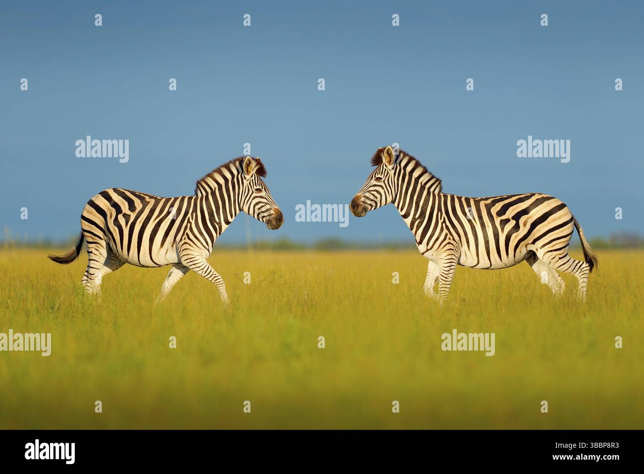 Zebra con cielo tempesta blu. Zebra di Burchell, Equus quagga burchellii, Parco Nazionale Nxai Pan, Botswana, Africa. Animale selvaggio sul prato verde. Wildl Foto Stock
