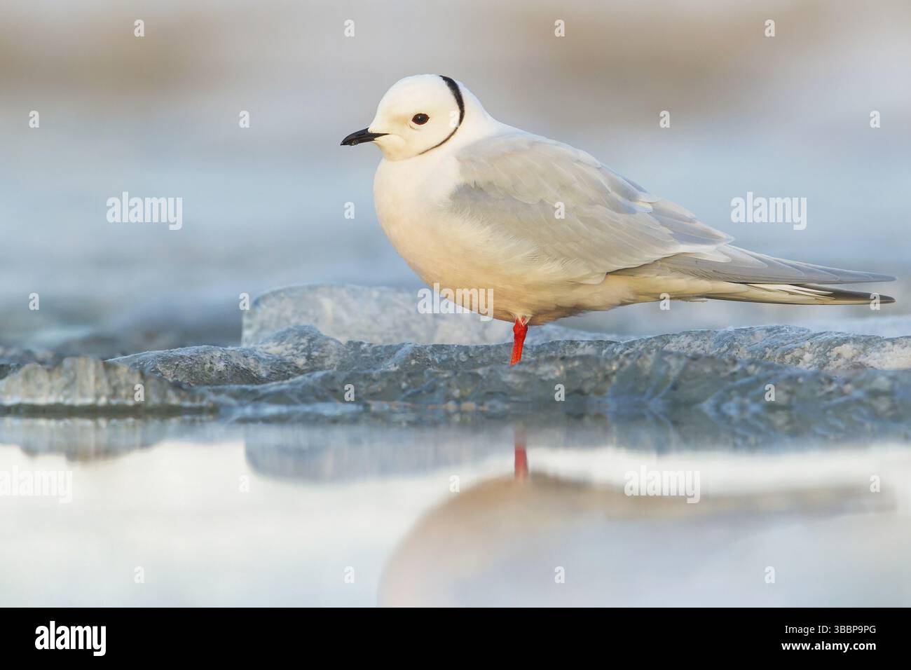 Ross's Gull (Rhodostethia rosea) che si nutre su un piccolo stagno sulla tundra nell'Alaska settentrionale Foto Stock