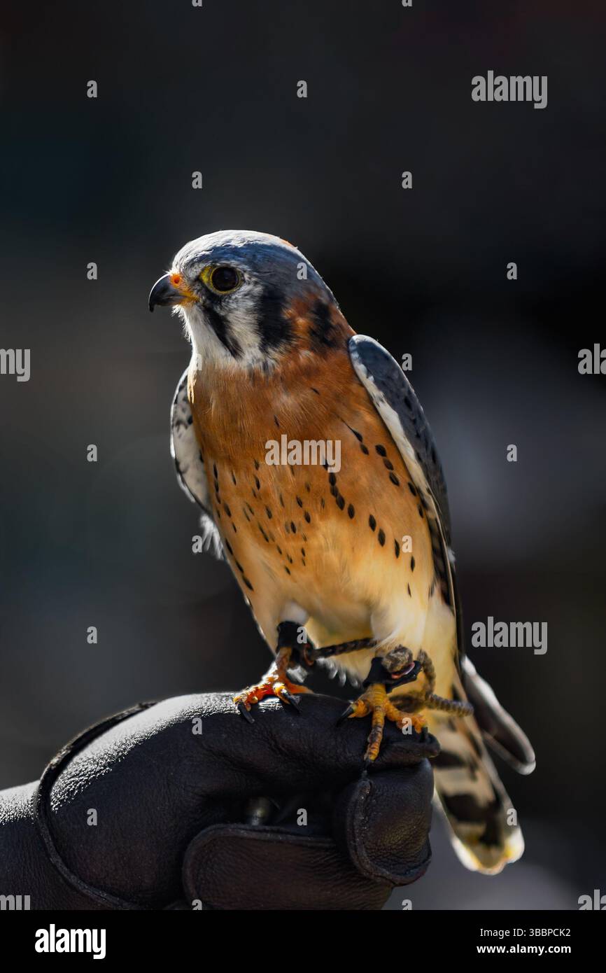 American Kestrel (Falco sparverius) si trova sul pugno del gestore - uccello in cattività Foto Stock