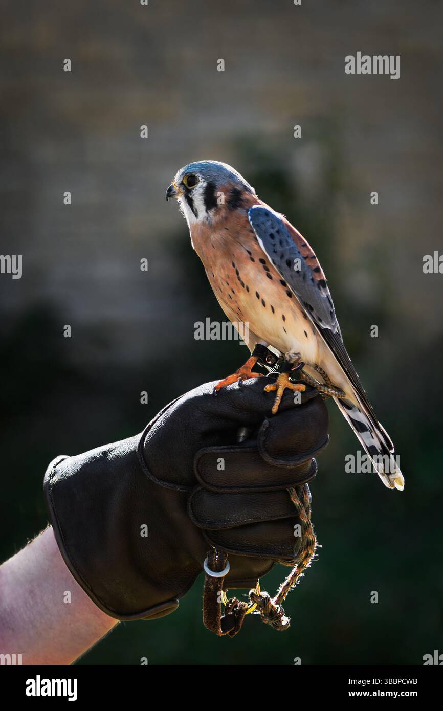 American Kestrel (Falco sparverius) si trova sul pugno dell'operatore guardando l'uccello in cattività sinistro Foto Stock