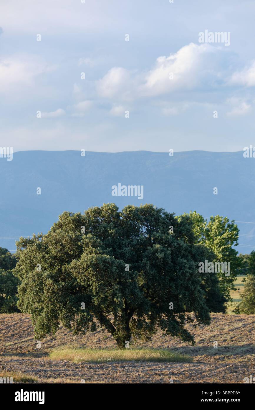 Alberi su un tratto di terra a mezzogiorno Foto Stock