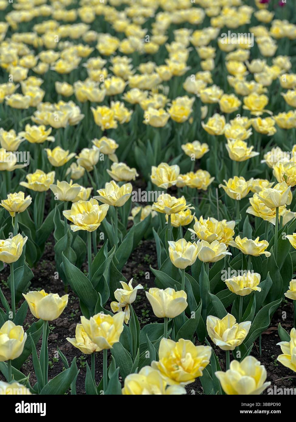 Uno splendido campo di tulipani gialli luminosi che ondeggiano nella brezza dolce, circondato da lussureggianti foglie verdi. Questa vivace scena cattura l'essenza della Foto Stock