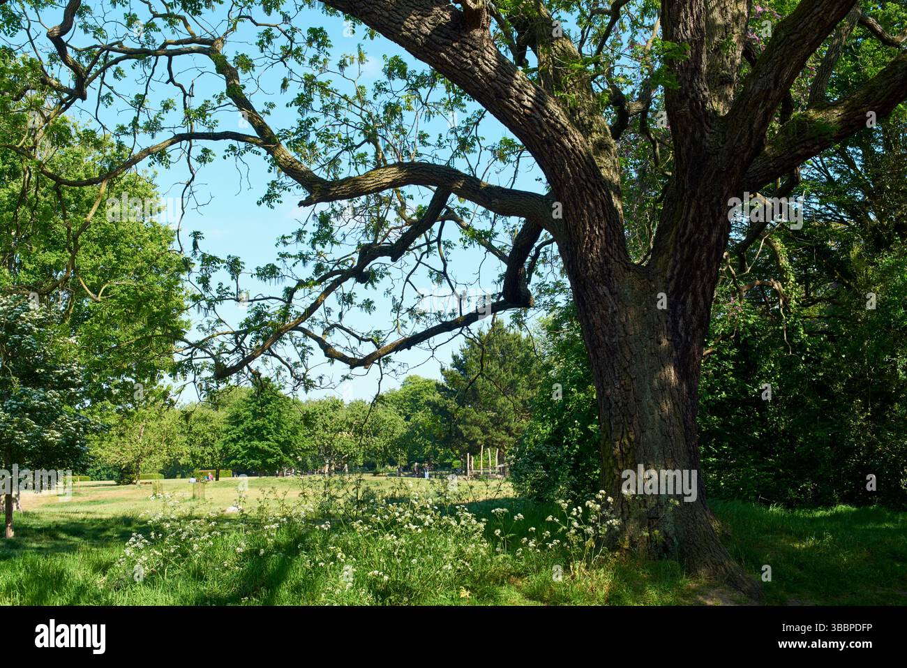Springfield Park, Upper Clapton, Londra Regno Unito, a maggio, con alberi e piante Foto Stock