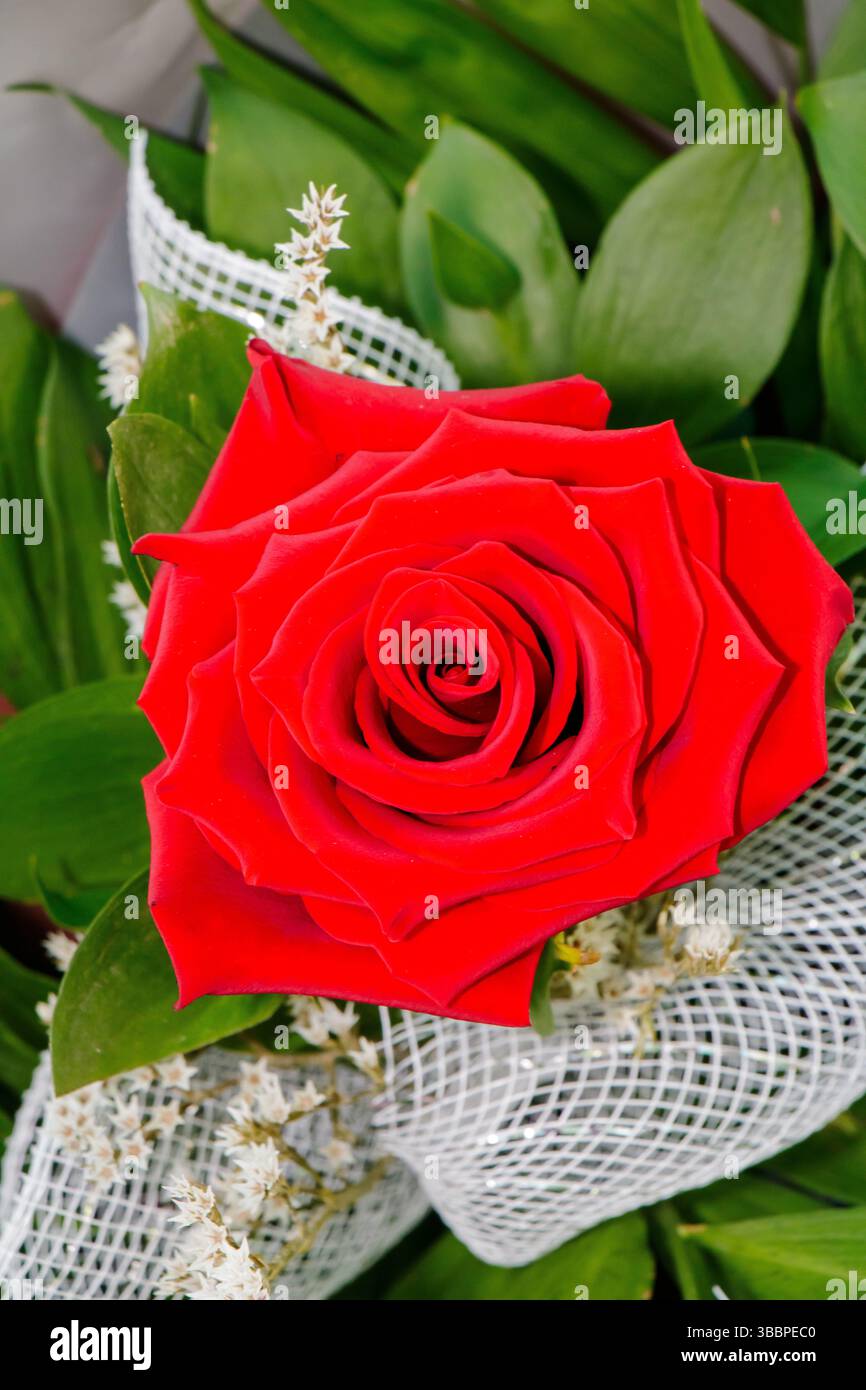 Una rosa rossa vibrante e' elegantemente esposta in intricati avvolgimenti, circondata da lussureggianti foglie verdi. Foto Stock