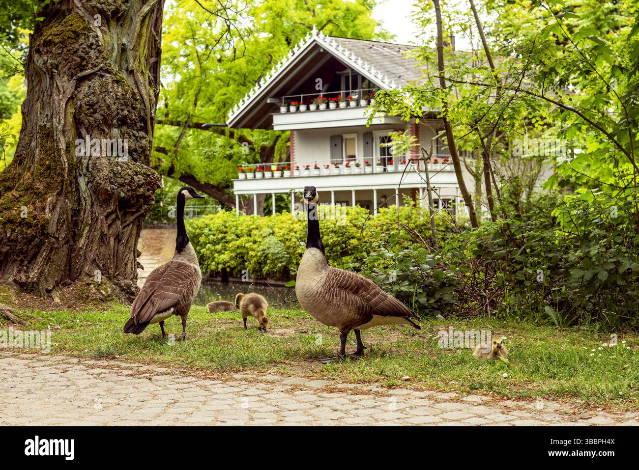 Oche del Canada nel Parco Brentano a Francoforte-Roedelheim Foto Stock