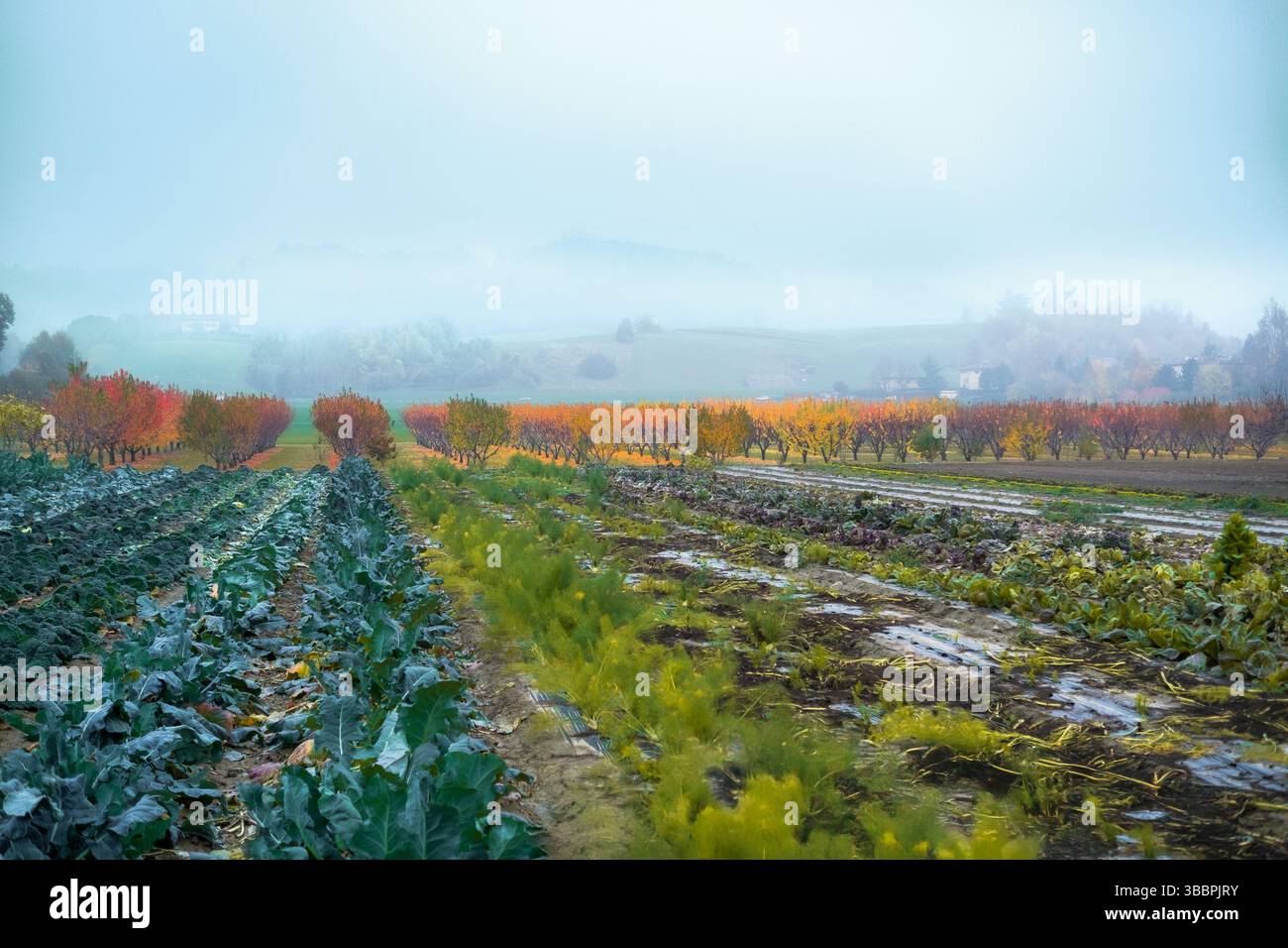 Colori autunnali in un frutteto e giardino sulle colline a sud-ovest di Bologna. Emilia-Romagna, Italia Foto Stock