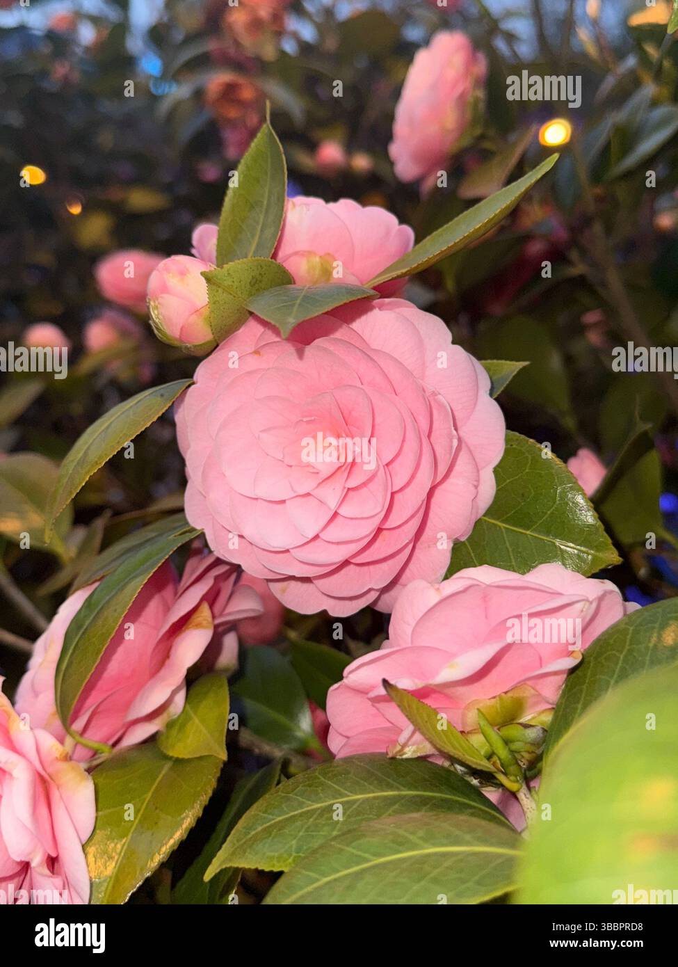 Primo piano di vibranti fiori di camelia rosa, perfetti per temi romantici, benessere, natura e bellezza stagionale - Immagine stock catturata con smartphone