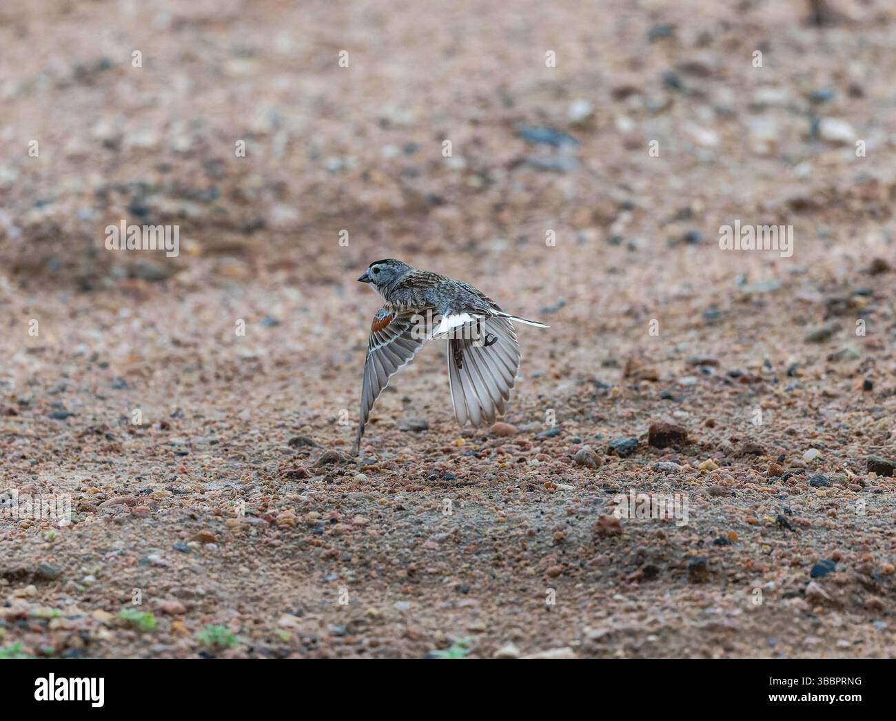 Un longsperone a becco grosso ((Rhynchophanes mccownii) decolla dal suolo Foto Stock