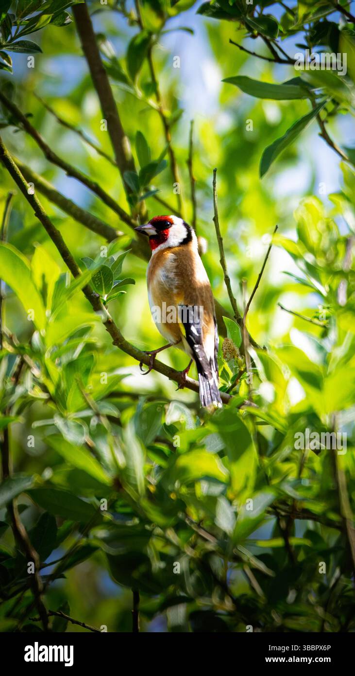 Gold Finch arroccato in Tree, Hauxley Nature Reserve, maggio 2025 Foto Stock