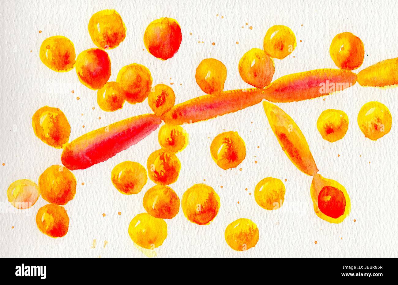 Illustrazione di Candida albicans fungi. Candida albicans è un fungo presente in natura che vive sul corpo. La sovrapproduzione di candida (lievito) può causare infezioni. Foto Stock Illustrazione di Candida albicans fungi. Candida albicans è un fungo presente in natura che vive sul corpo. La sovrapproduzione di candida (lievito) può causare infezioni. Foto Stock