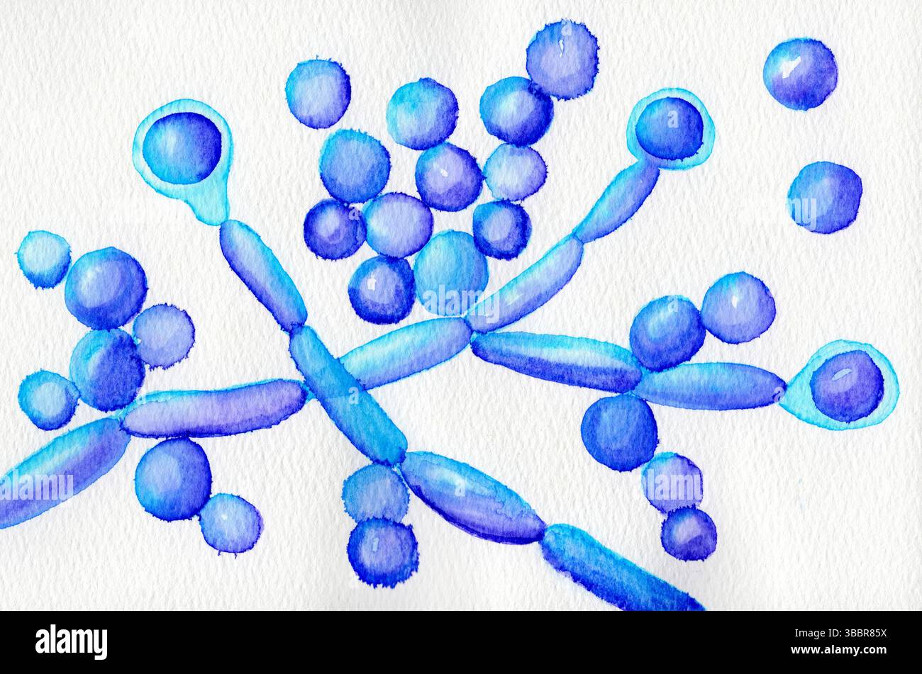Illustrazione di Candida albicans fungi. Candida albicans è un fungo presente in natura che vive sul corpo. La sovrapproduzione di candida (lievito) può causare infezioni. Foto Stock Illustrazione di Candida albicans fungi. Candida albicans è un fungo presente in natura che vive sul corpo. La sovrapproduzione di candida (lievito) può causare infezioni. Foto Stock