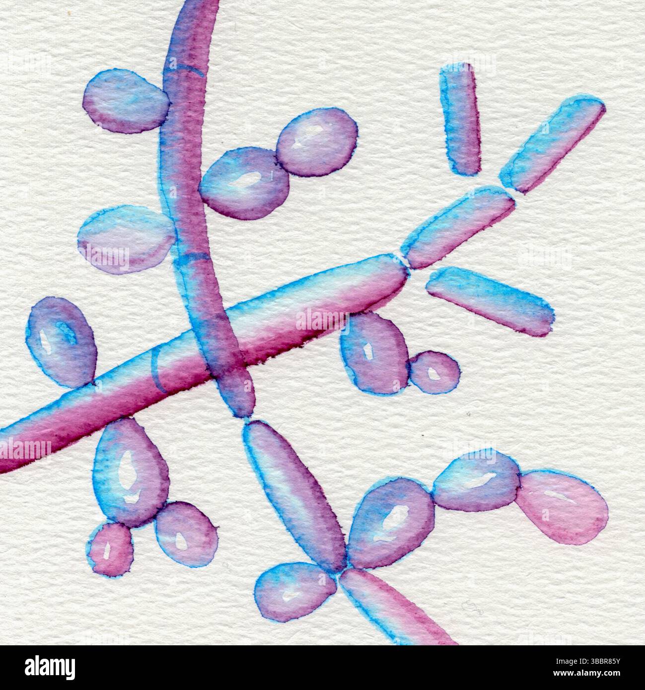 Illustrazione di Candida albicans fungi. Candida albicans è un fungo presente in natura che vive sul corpo. La sovrapproduzione di candida (lievito) può causare infezioni. Foto Stock Illustrazione di Candida albicans fungi. Candida albicans è un fungo presente in natura che vive sul corpo. La sovrapproduzione di candida (lievito) può causare infezioni. Foto Stock