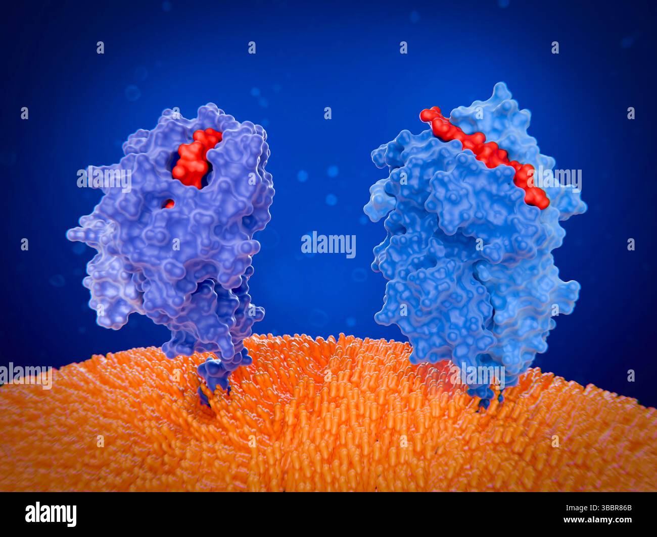 Principali proteine i e II del complesso di istocompatibilità, illustrazione Foto Stock