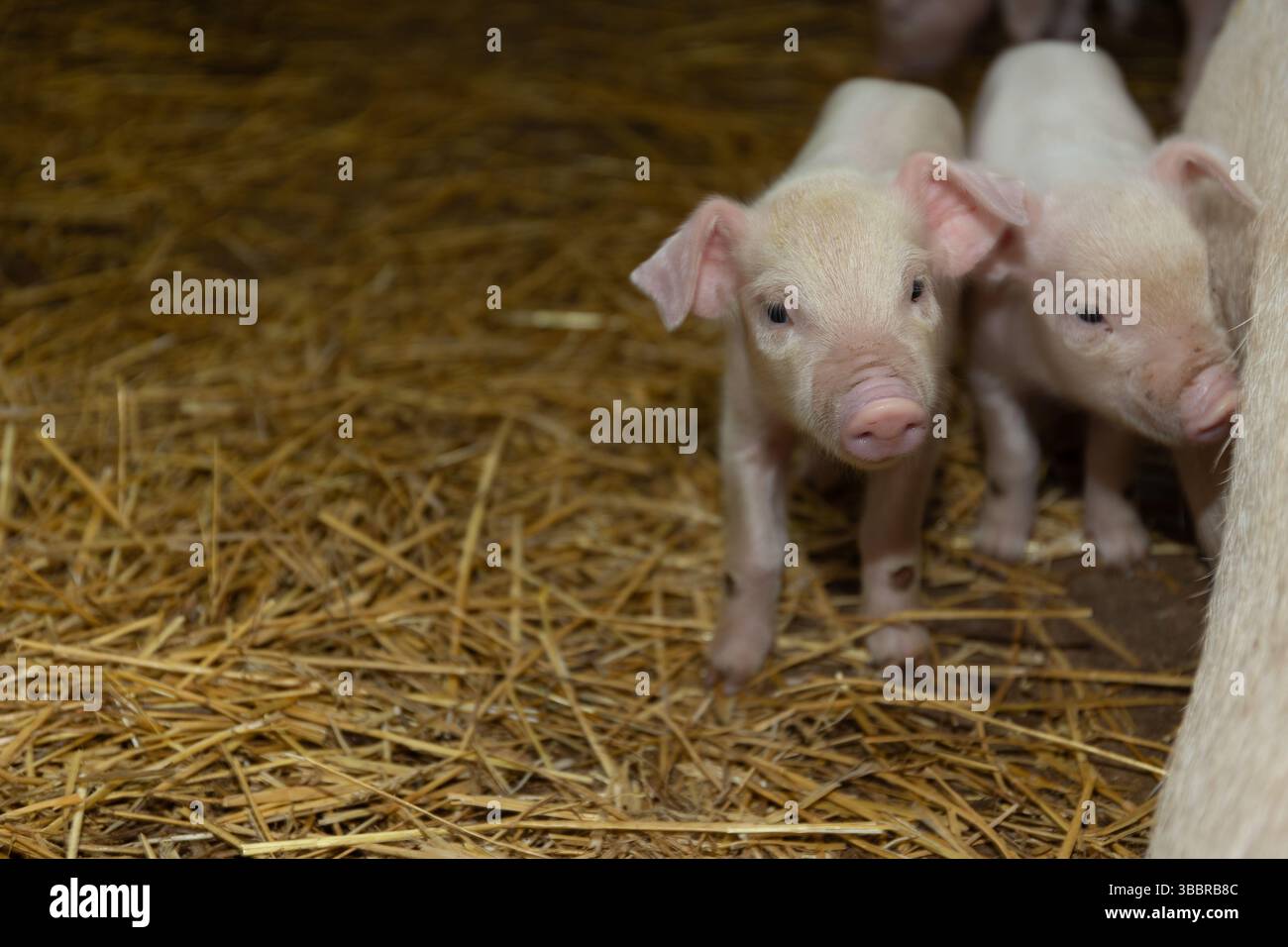 Due maialini incredibilmente adorabili che si divertono mentre esplorano il loro ambiente accogliente e affascinante Foto Stock