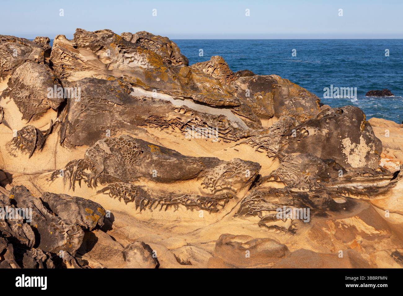 La trame di tafoni erosi sulle rocce sedimentarie della formazione Rancho tedesca al Salt Point State Park nella contea di Sonoma della California settentrionale. Foto Stock