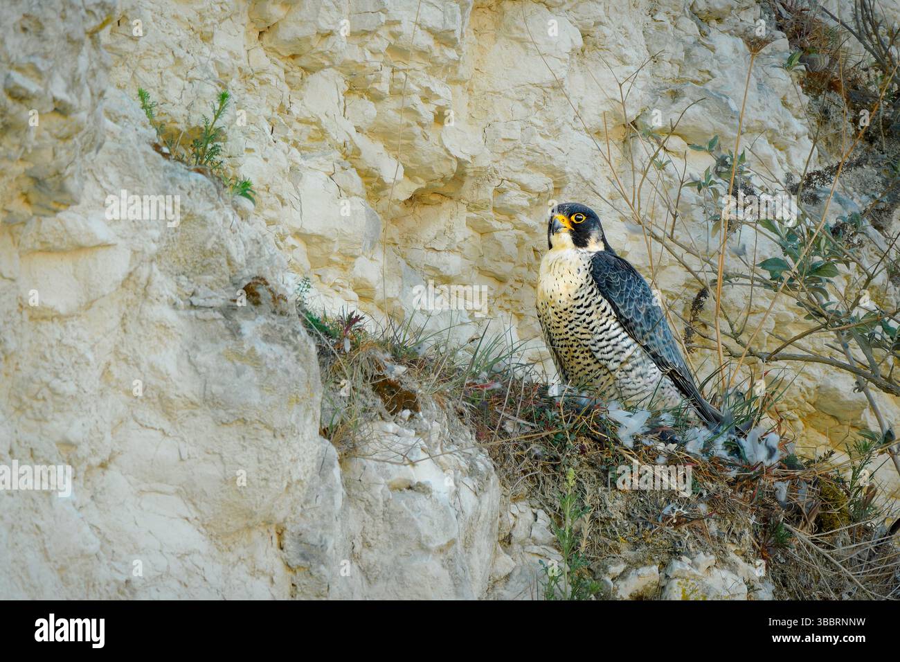Falco pellegrino selvatico (Falco peregrinus), un nobile uccello preda noto come l'animale più veloce del pianeta. Un grande falco di corvo, ha un blu-gr Foto Stock