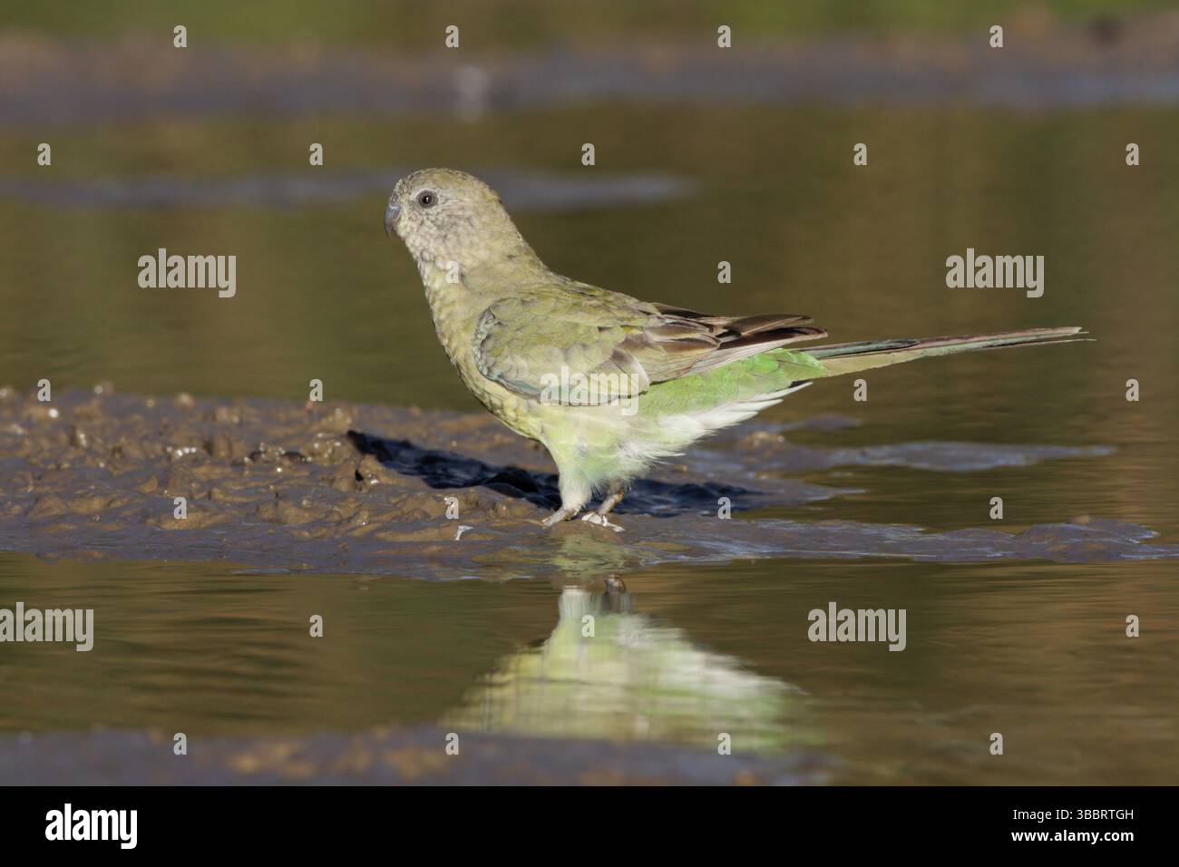 Pappagallo rosso (Psephotus haematonotus) femminile, Victoria, Australia, Oceania Foto Stock