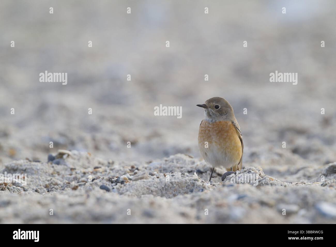 Redstart comune - Gartenrotschwanz - Phoenicurus phoenicurus ssp. Phoenicurus, Germania, uomo adulto, Europa Foto Stock