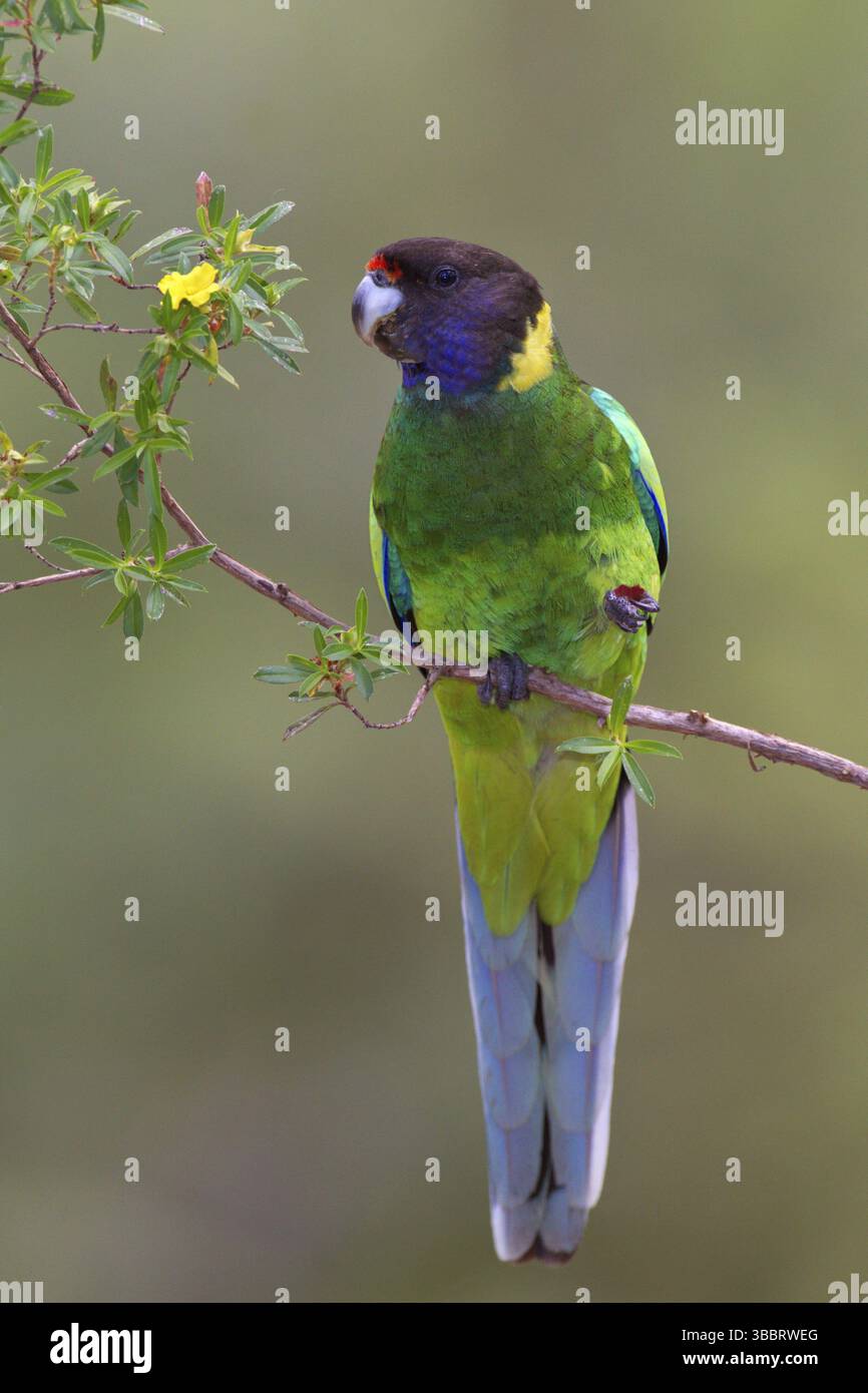 Ventotto pappagalli (Barnardius zonarius semitorquatus), Australia Occidentale, Australia, Oceania Foto Stock